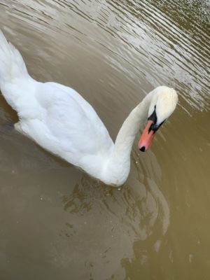 相模湖の白鳥