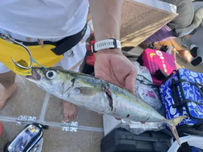 憧れの船サンライズで巨大クエHIT！男女群島で初の5魚種をキャッチ