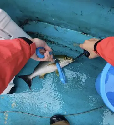 ゲーセンで女の子から貰った魚 初心者が初めて釣った処女魚の思い出 | TikTok