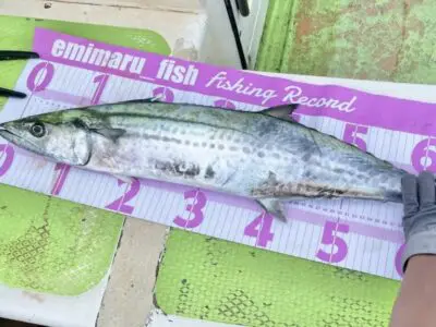 低価格の 初心者向け】釣りの際に用意しておきたい便利な小物アイテム12選 リール